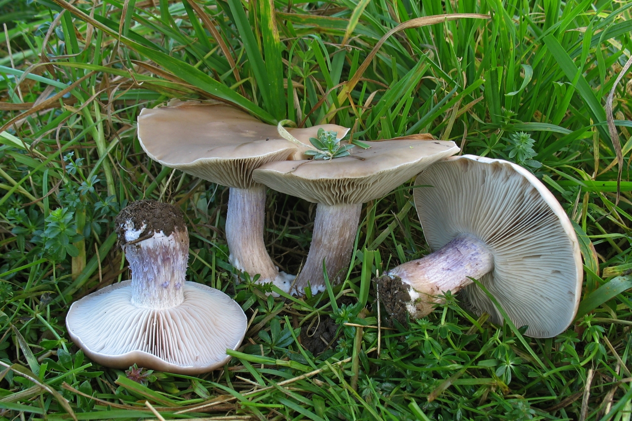 Леписта одноглазая — описание гриба , где растет, похожие виды, фото