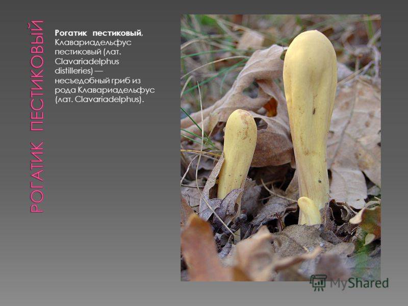 Клавариадельфус язычковый или рогатик (clavariadelphus ligula): фото и описание, как готовить