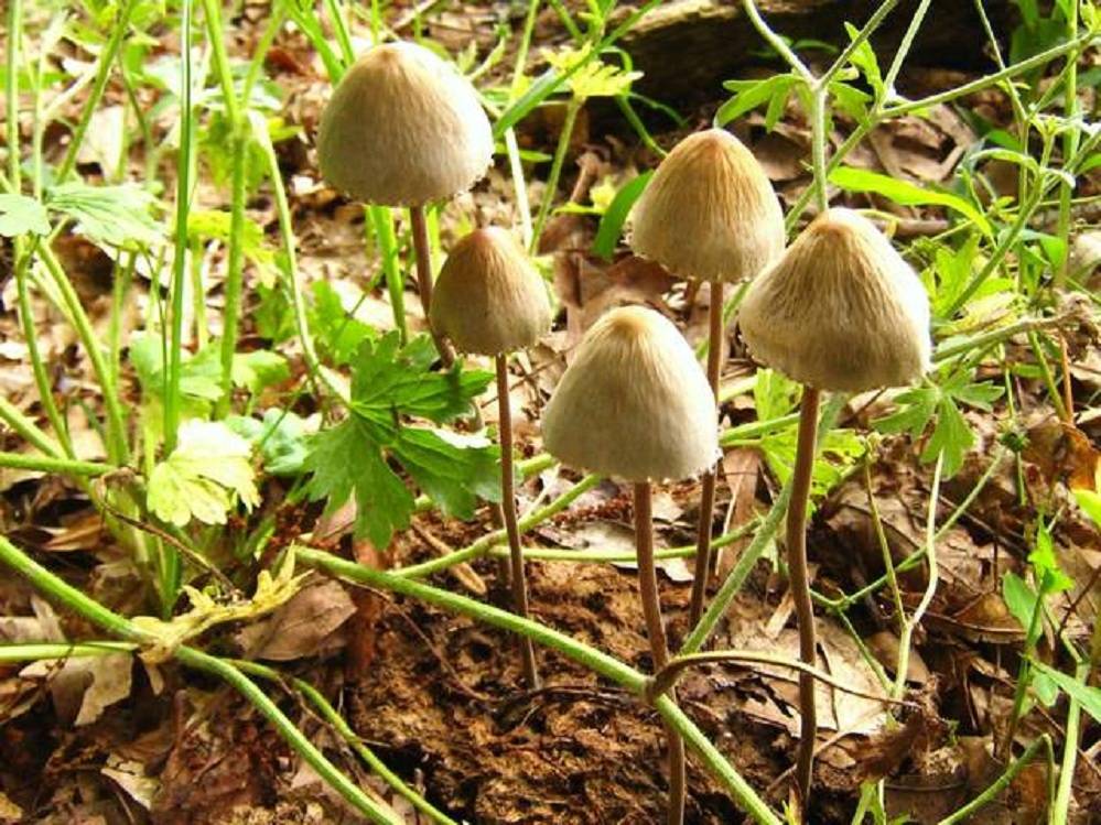 Панеолус мотыльковый – описание и фото несъедобного гриба