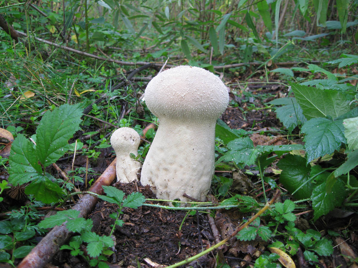 Головач гигантский: характеристика гриба с фото, отличие от ложных видов