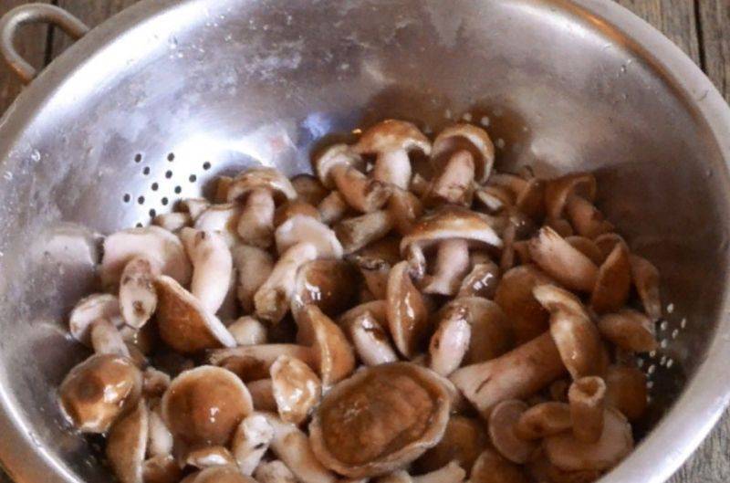 Сколько нужно варить маслята: время приготовления до готовности для последующей жарки или заморозки грибов