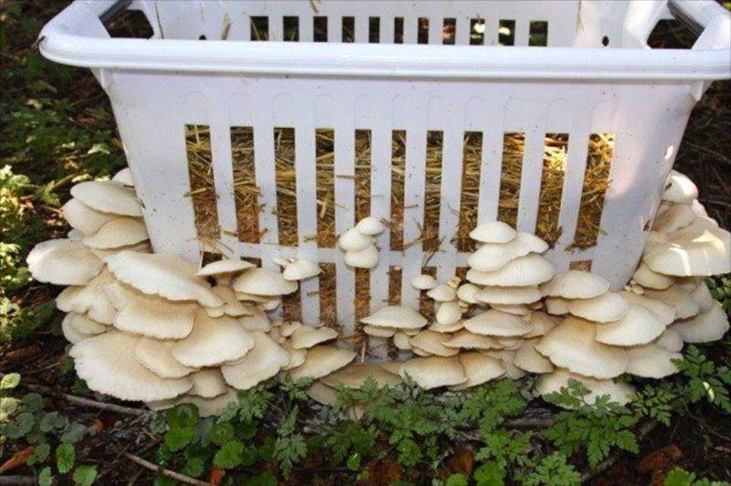 Как просто вырастить грибы на даче