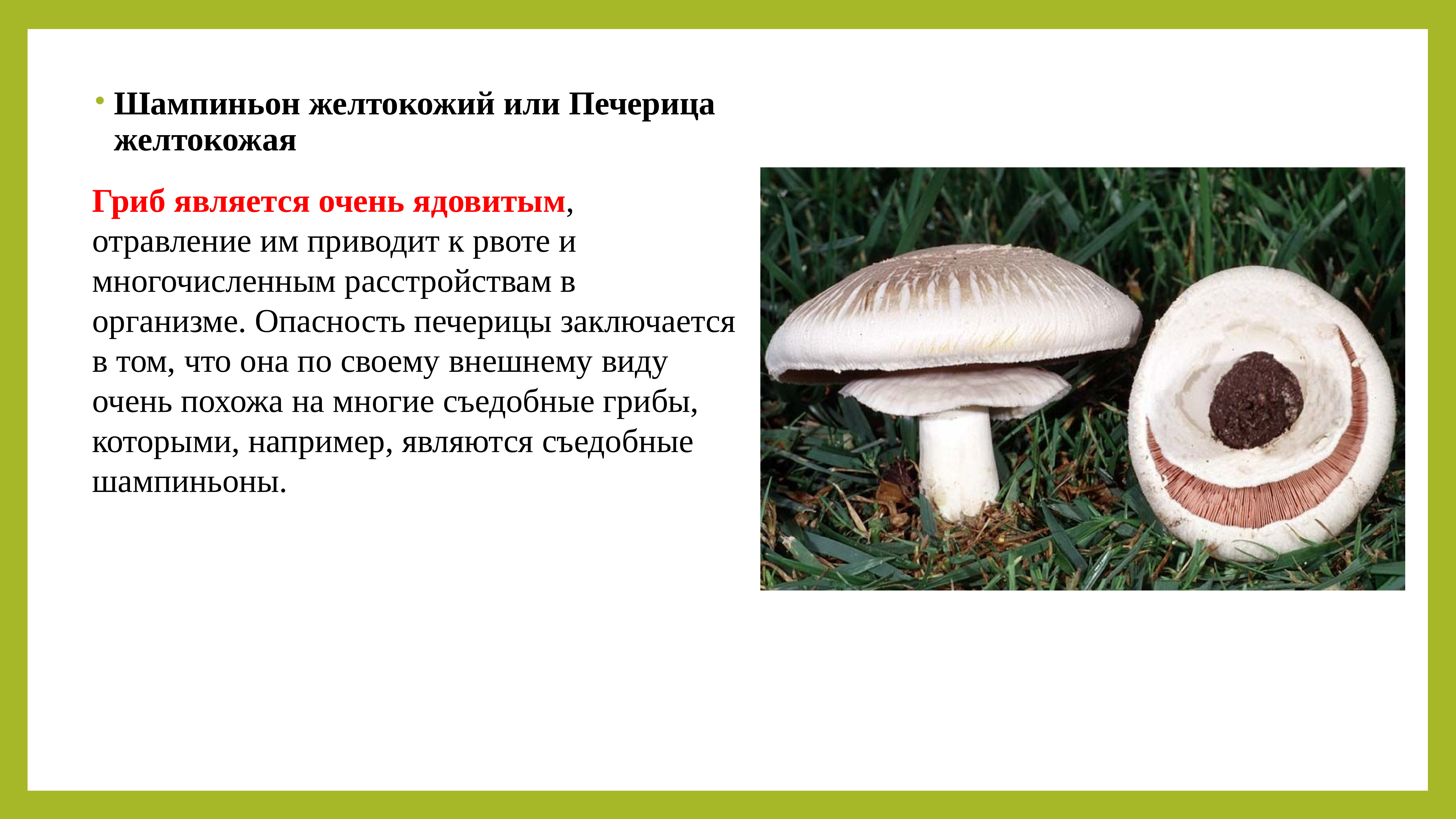 Шампиньоны: разновидности, польза и вред грибов