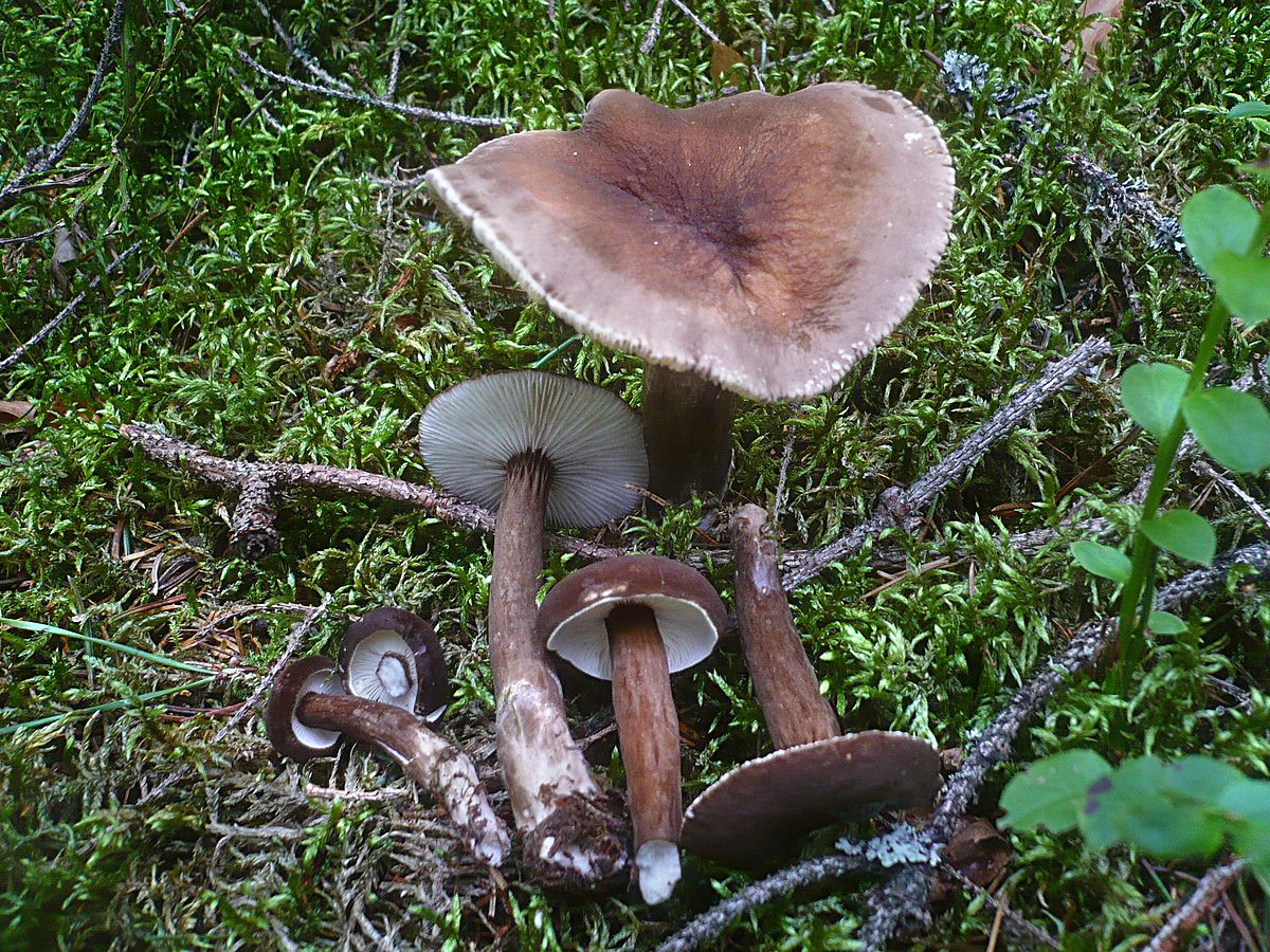 Древесный гриб: 32 вида с описаниями | выживание в дикой природе