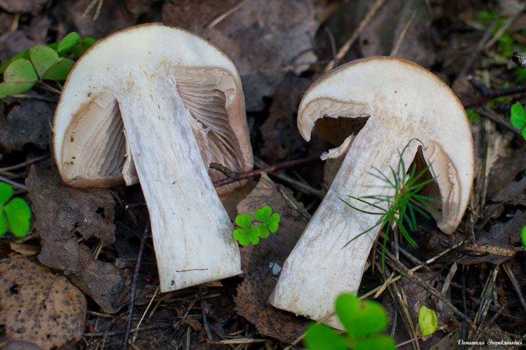 50 фото грибов «турки»,