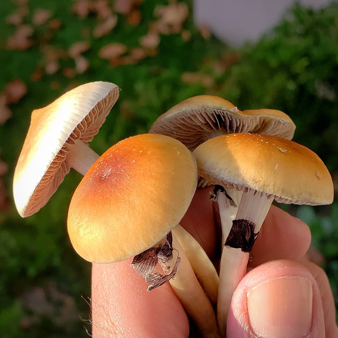Кубенсис: описание и фото, польза и вред галлюциногенного гриба