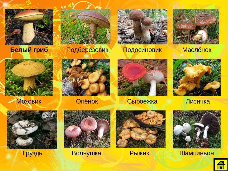 Грибы белгородской области: фото и названия съедобных и ядовитых, карта грибных мест белгородчины