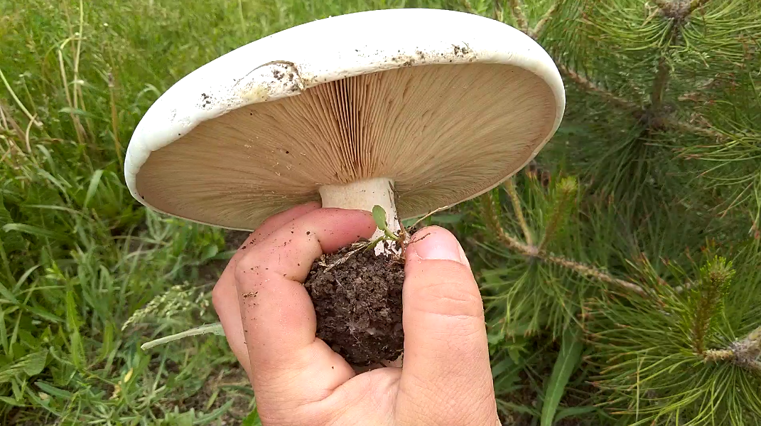 Рядовка лиловоногая или синеножка — гриб с особенным вкусом
