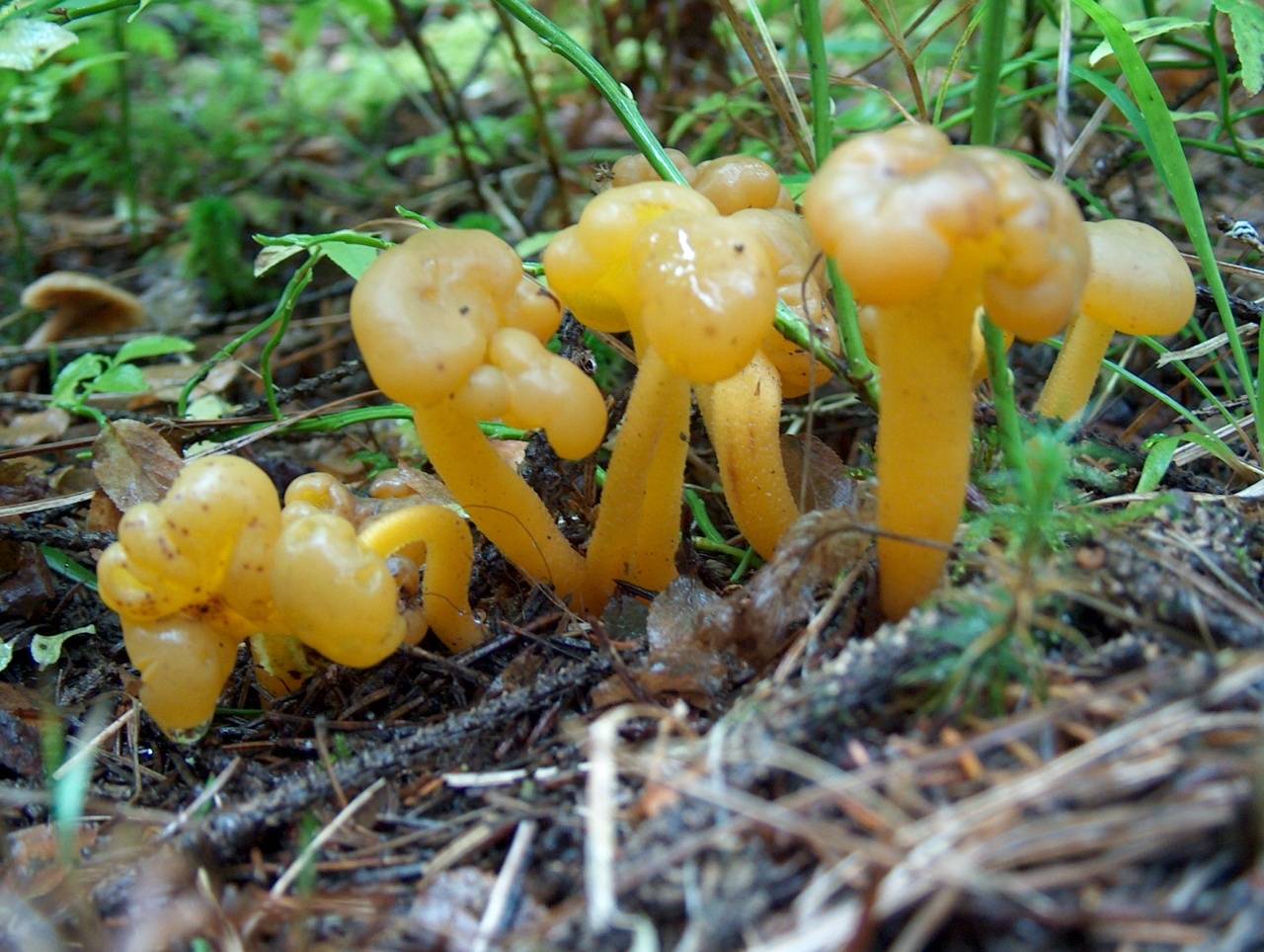 Псевдоежовик студенистый или ложноежовик (pseudohydnum gelatinosum): фото и описание гриба