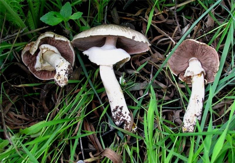 Шампиньон двукольцевой – сильный гриб, поднимающий — викигриб