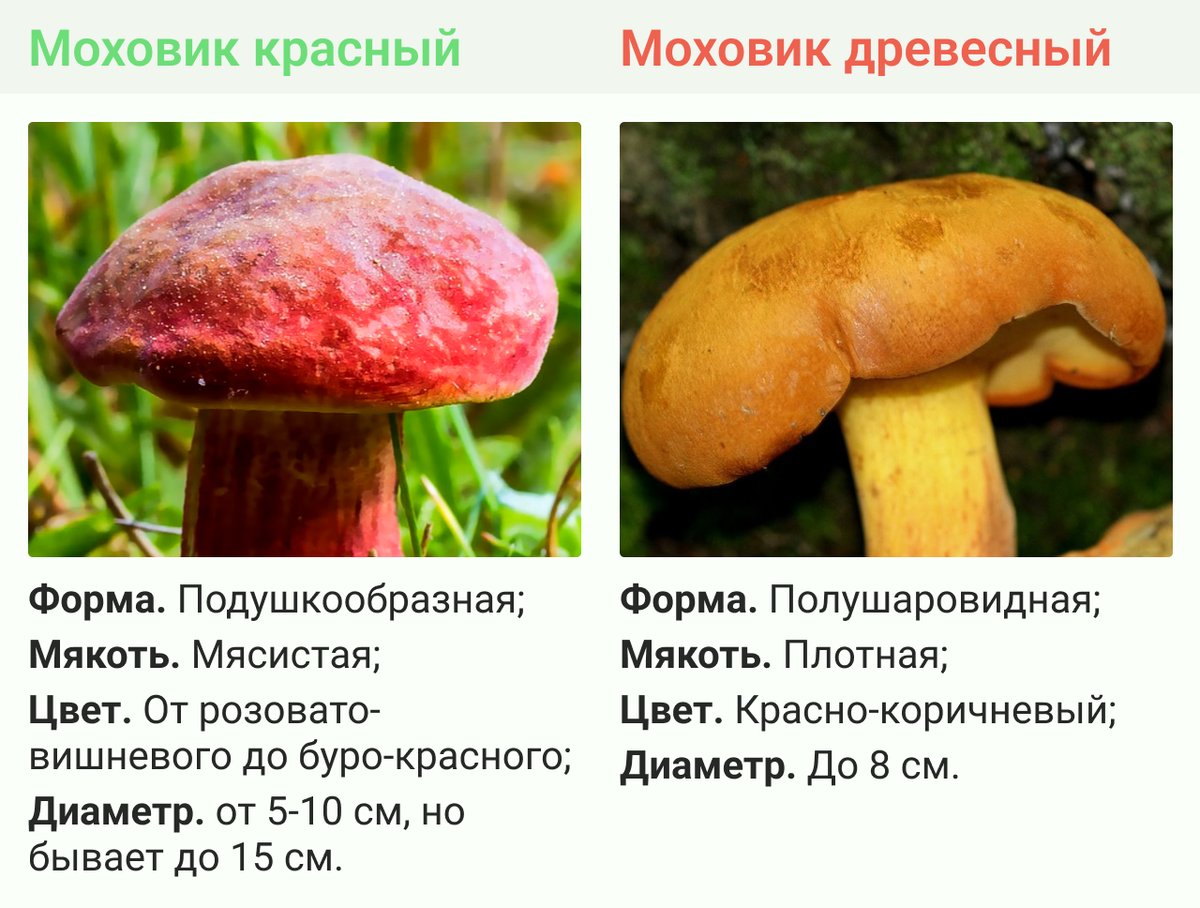 Моховик - 72 фото основных видов съедобного трубчатого гриба