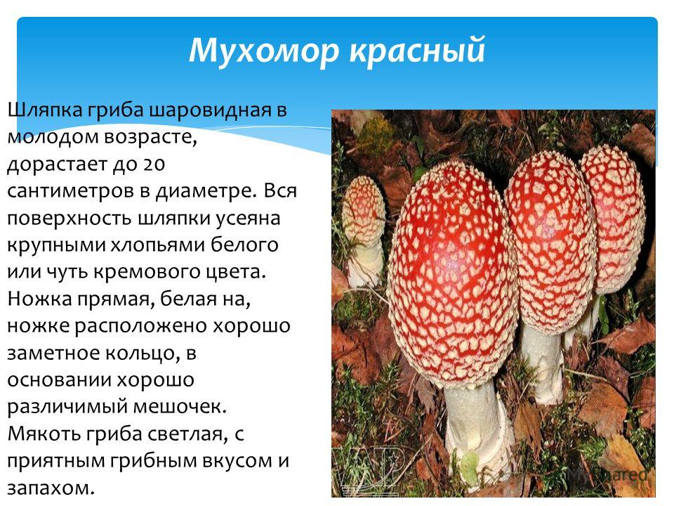 Съедобные грибы мухоморы и их фото: серо-розовый (розовый, краснеющий), оранжевый, шафранный, яйцевидный