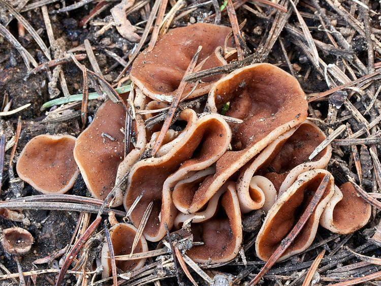 Блюдцевик жилковатый: фото и описание гриба, съедобный или нет
