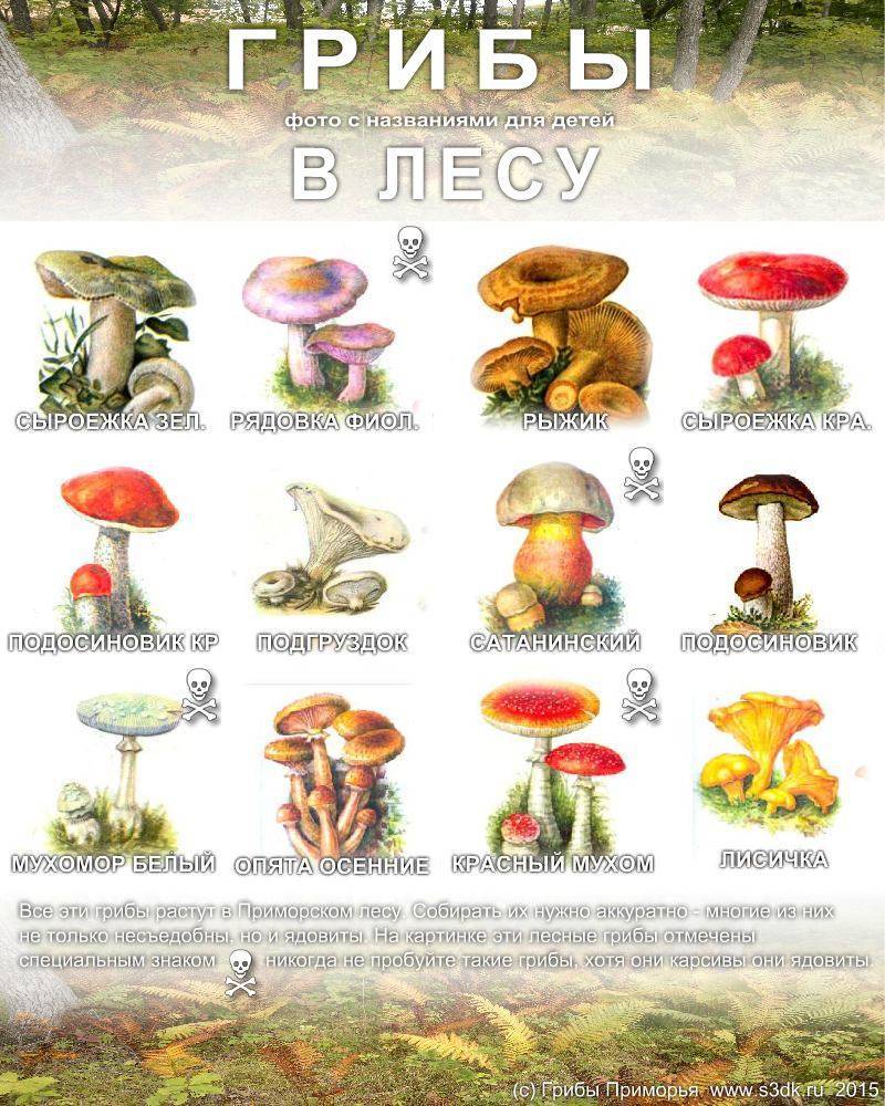 Съедобные грибы: фото, название и описание лесных видов