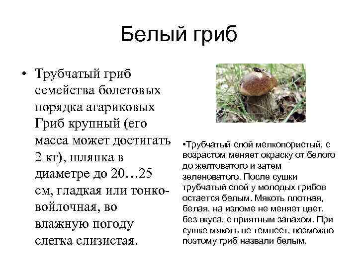 Боровик или болет род грибов семейства болетовые