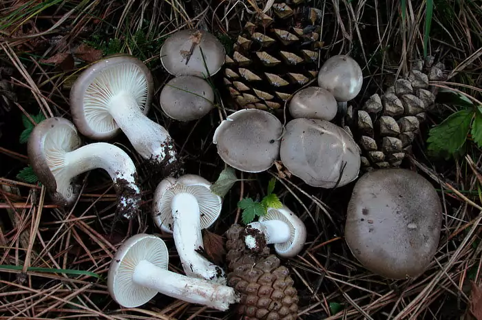 Поздние и ранние гигрофоры: популярные разновидности, описание подвидов съедобных грибов