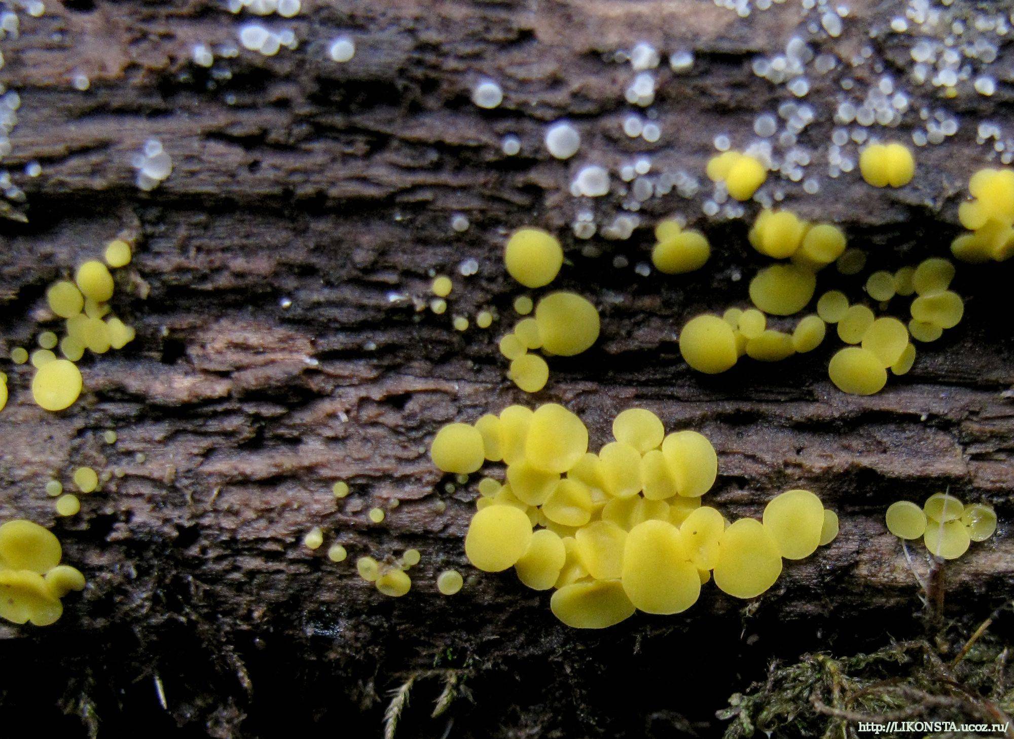 Самые необычные грибы: фото, названия и описание съедобных и несъедобных плодовых тел
