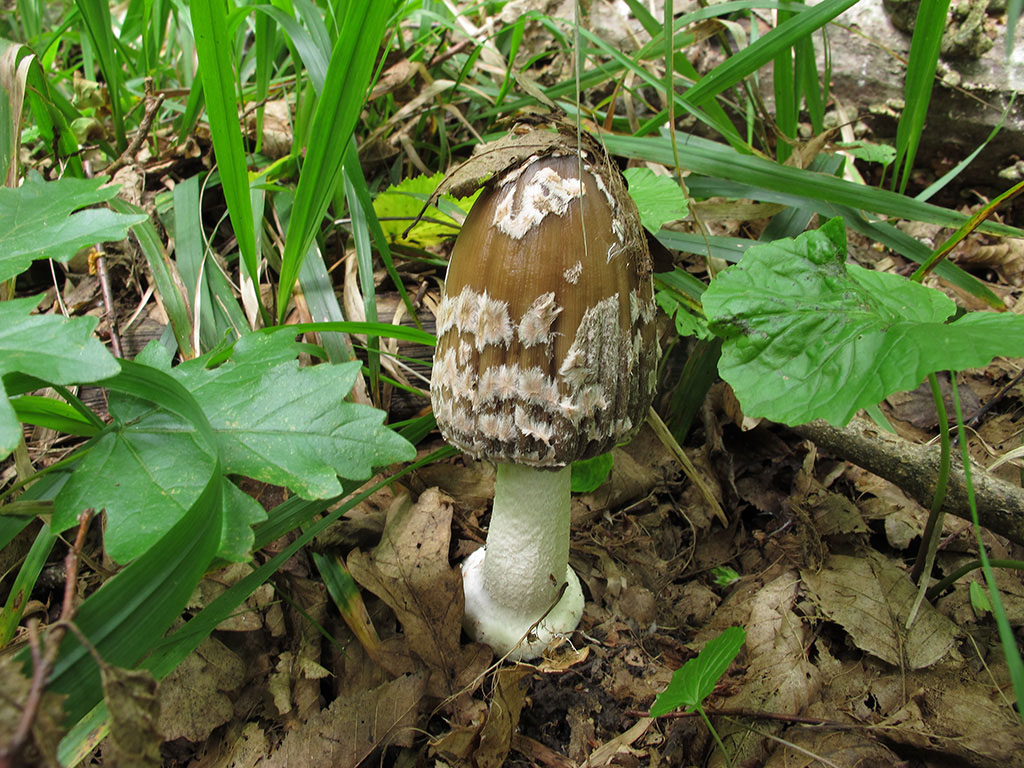 Навозник обыкновенный гриб с невкусным именем - грибы собираем