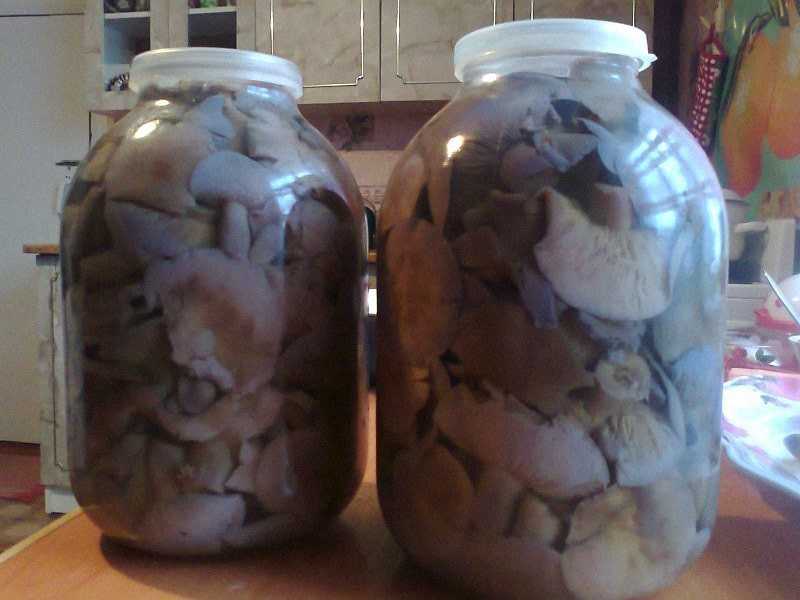 Как вкусно приготовить грибы синеножки на зиму? самые лучшие рецепты!
