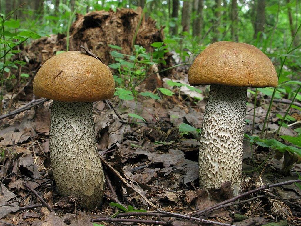 Грибы подосиновики – фото и описание. как выглядит гриб подосиновик, где растет? как отличить подосиновик съедобный и ложный: сравнение, признаки отличия. подосиновики: польза и вред