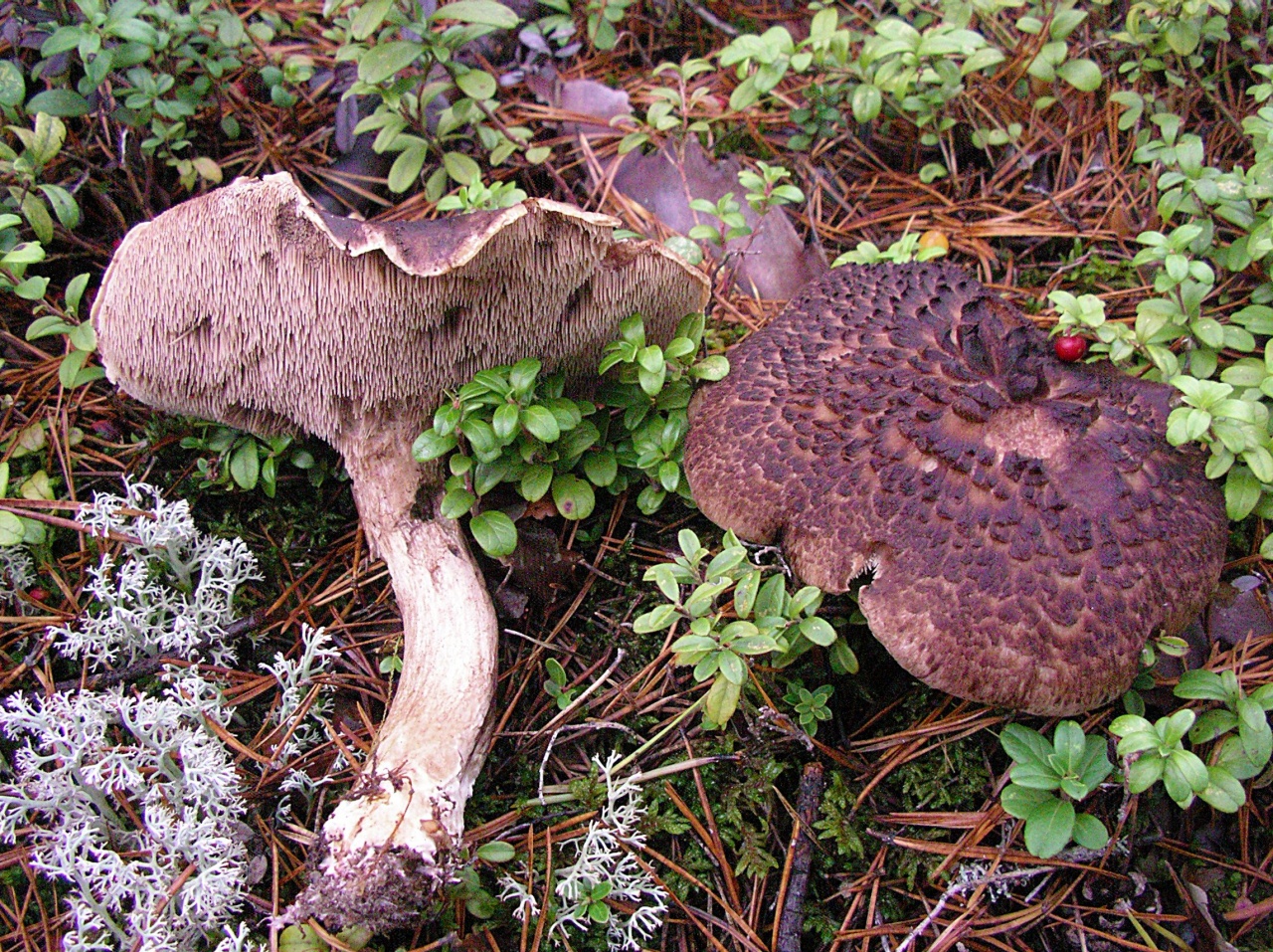 Ежовик пестрый: описание гриба, места распространения, фото