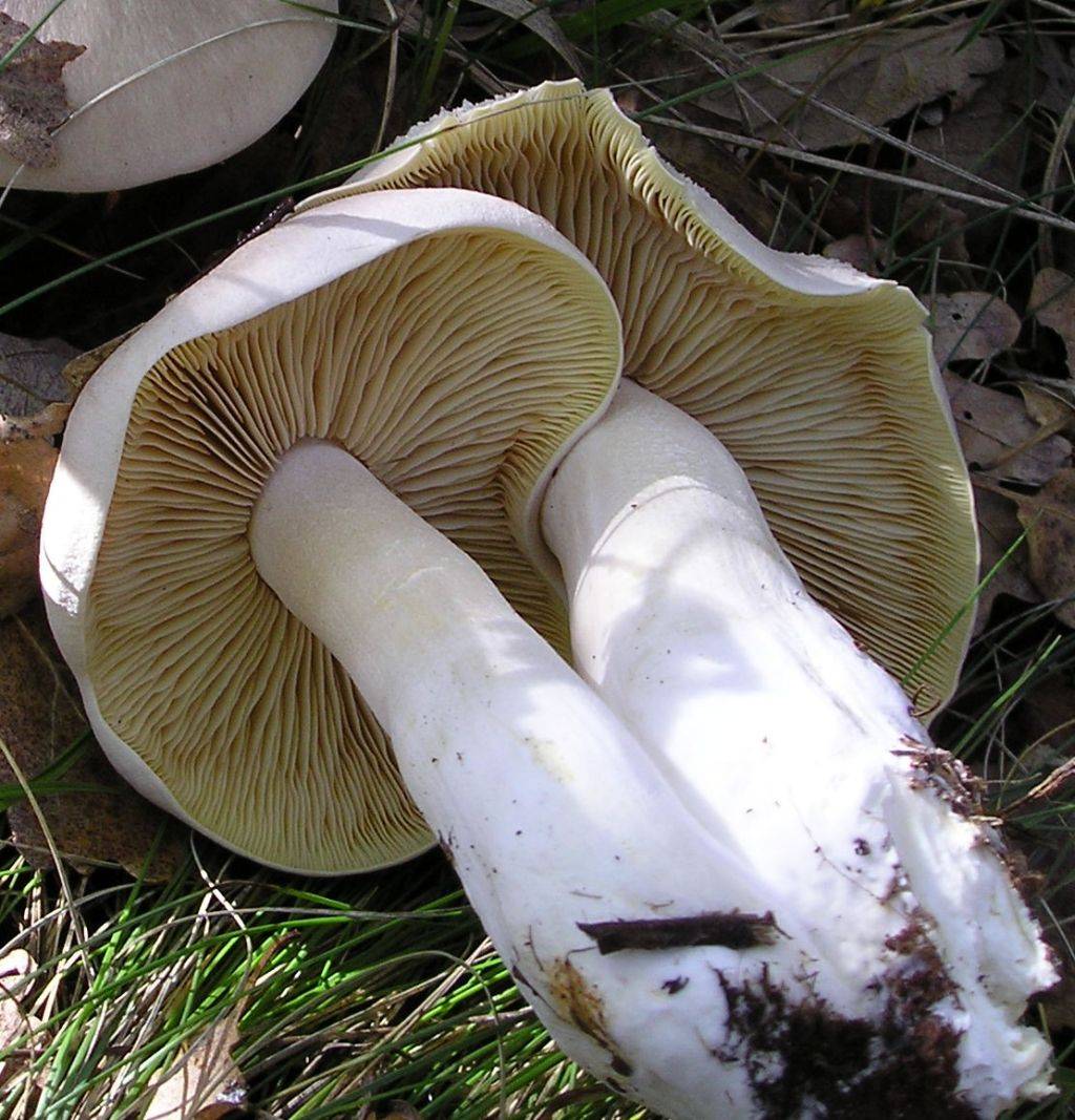 Энтолома ядовитая (entoloma sinuatum),описание гриба