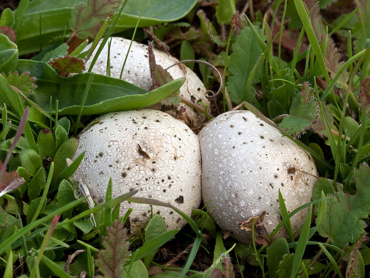 Агроцибе стоповидный: фото и описание гриба, можно ли есть