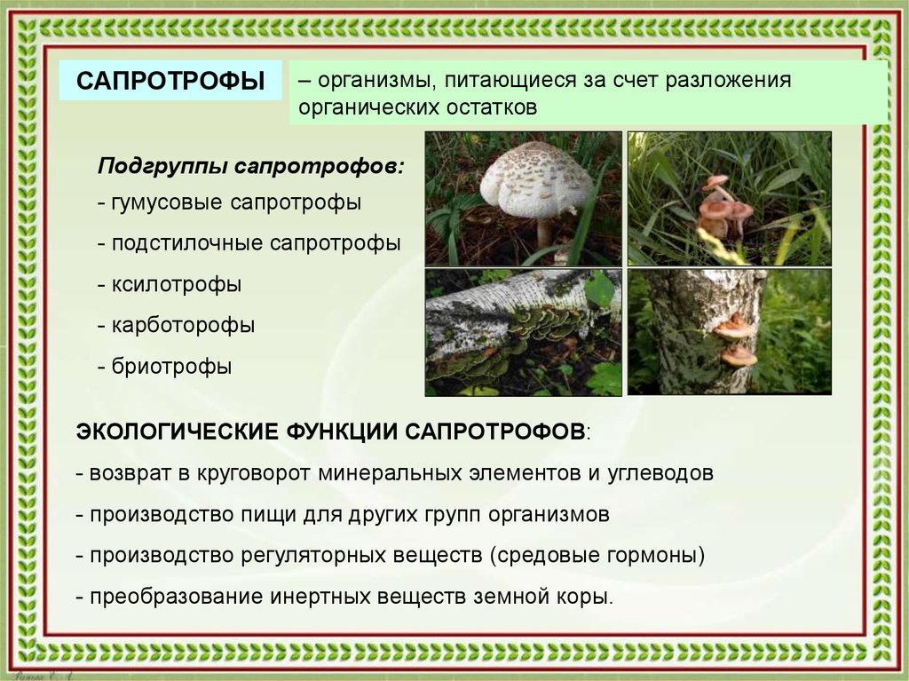 Экологические грибы. Гумусовые сапротрофы грибы. Организмы сапротрофы. Сапротрофы примеры. Сапротрофы это в биологии.