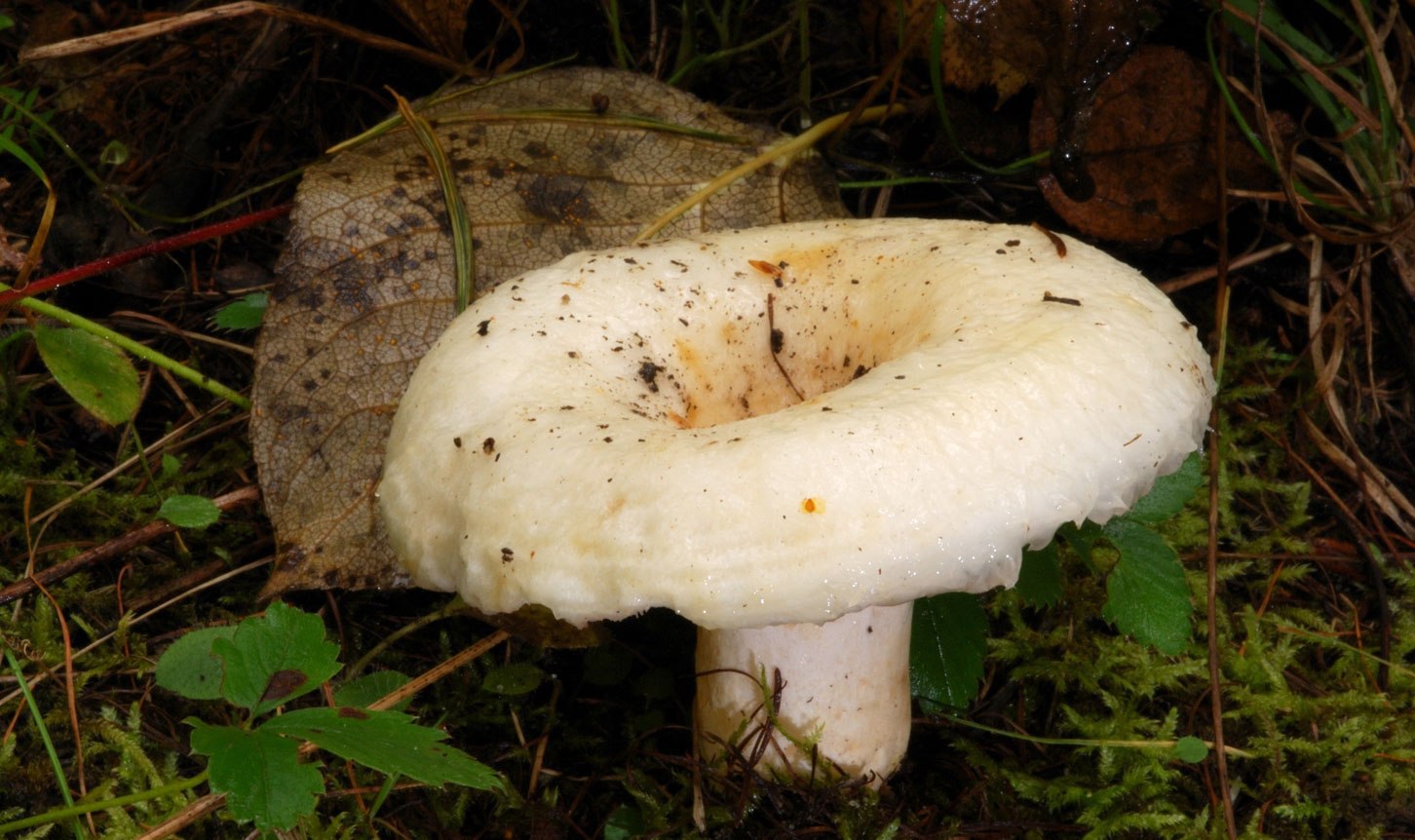 Условно съедобные грибы белые грузди