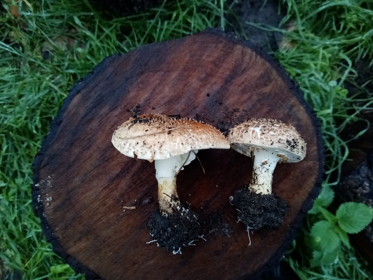 Ядовитые грибы казахстана и заилийского алатау: внешний вид и ядовитые свойства
