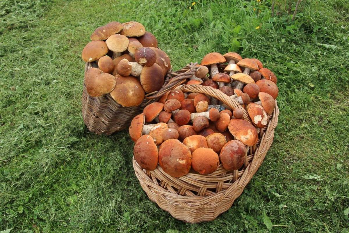 Съедобные грибы ленинградской области: фото и название, описание