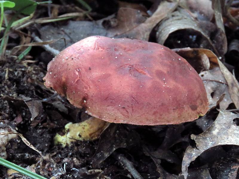 Боровик ле галь - описание гриба и фото