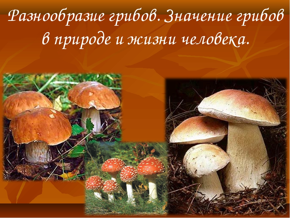 Съедобные и несъедобные грибы: названия, описание, фото
