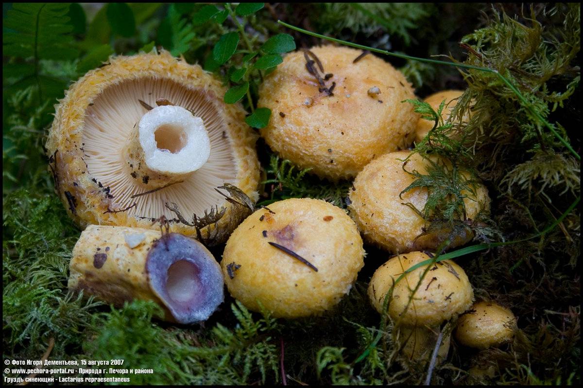 Виды груздей (настоящий, перечный и синеющий): фото, полезные свойства, применение грибов в кулинарии