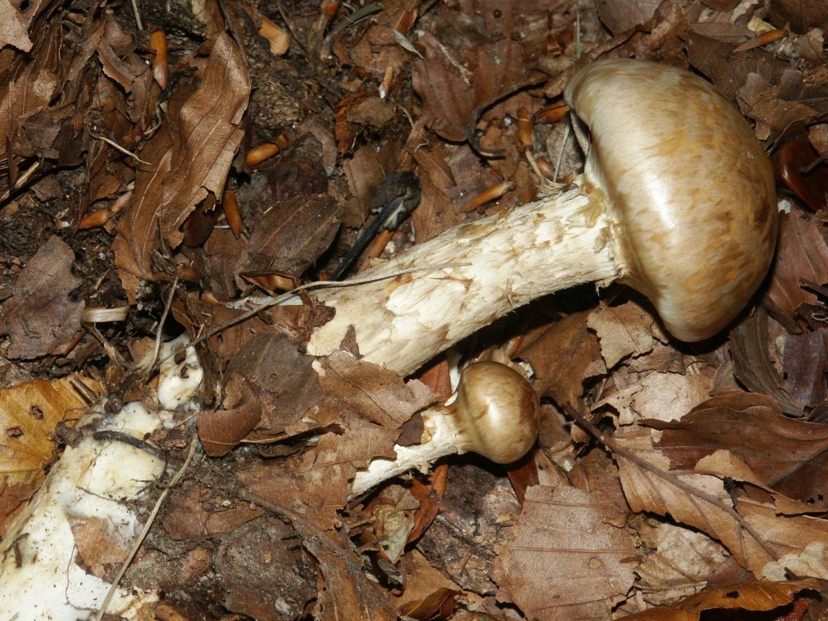 Валуй: общая информация о грибах и среда его обитания, двойники и способы приготовления съедобного кубаря