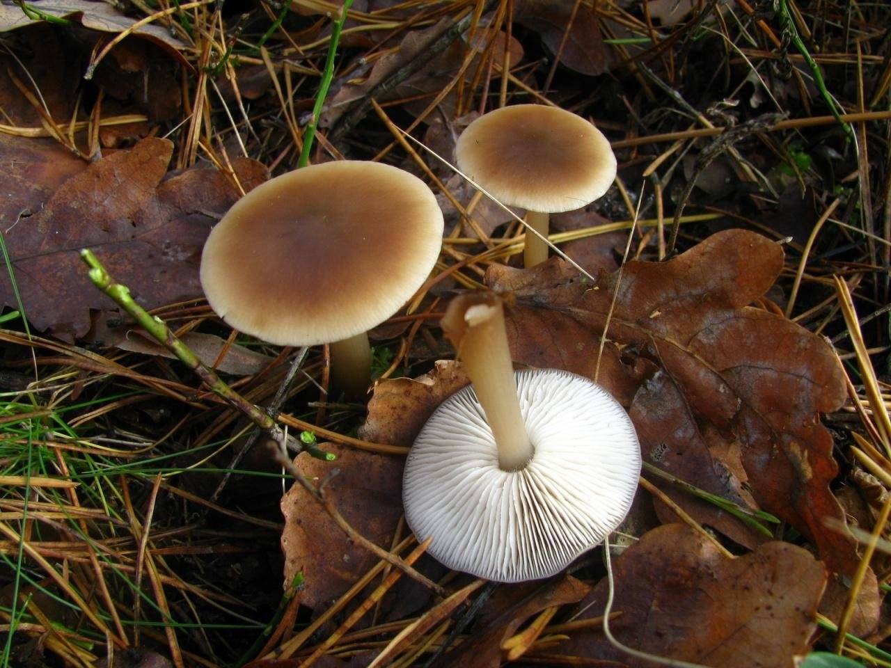 Коллибия (гриб). описание, фото и виды