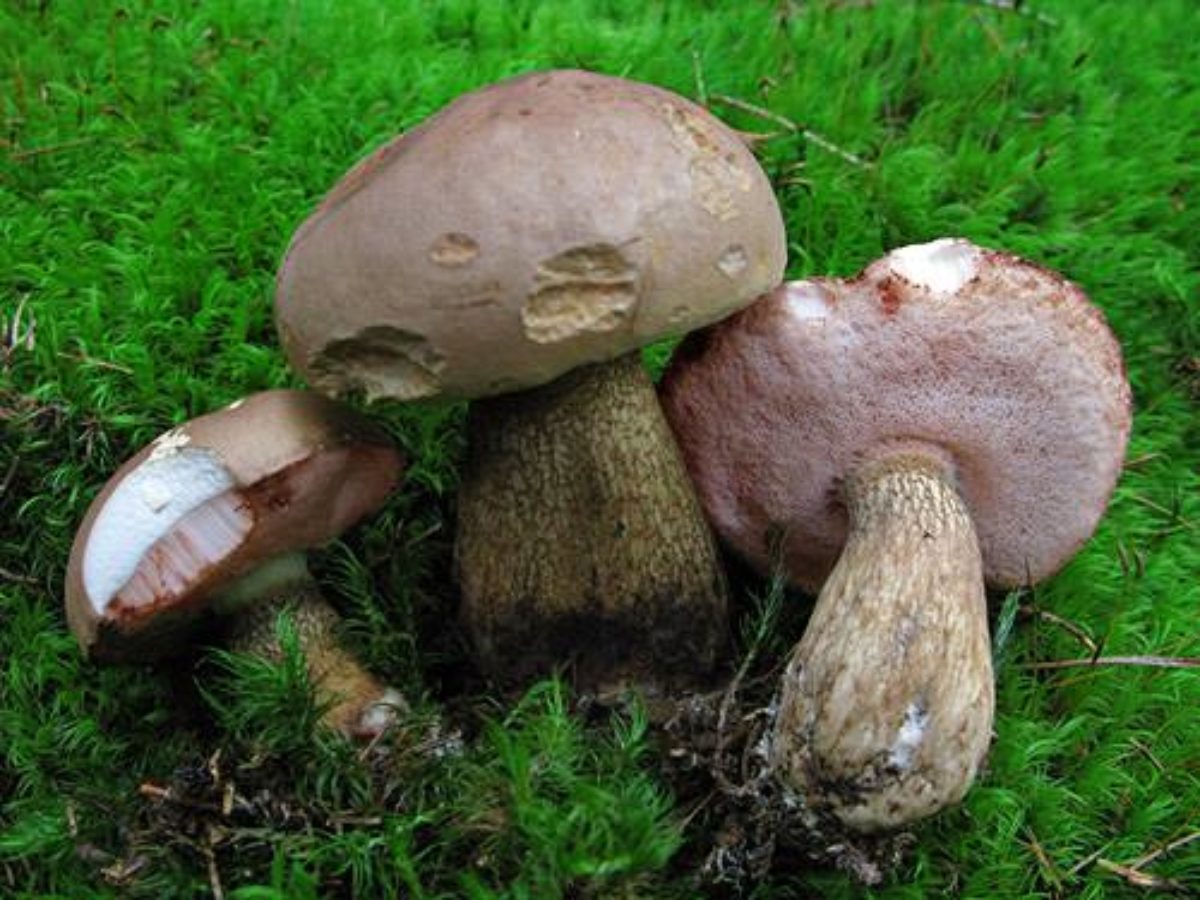 Желчный гриб: описание, свойства, отличие от белого гриба