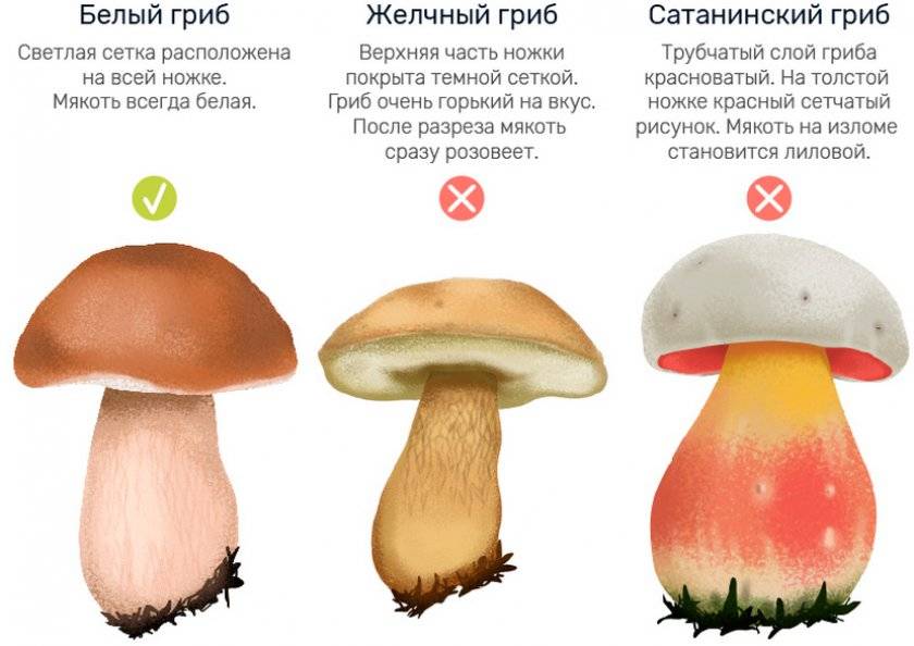 Желчный гриб – король горечи - грибы собираем