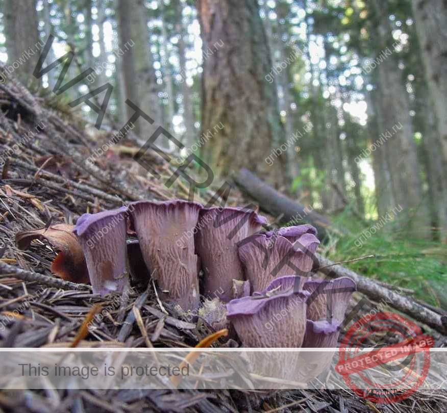 Как выглядит гриб лисичка, на что похожи по цвету, в каких лесах растут: описание, фото