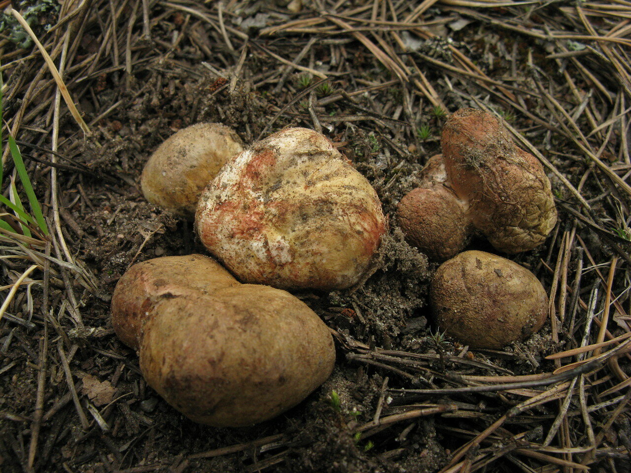 Ризопогон обычный (rhizopogon vulgaris). грибной гиф: почему гриб лучше срезать, а не рвать с корнем как называется часть гриба под землей
