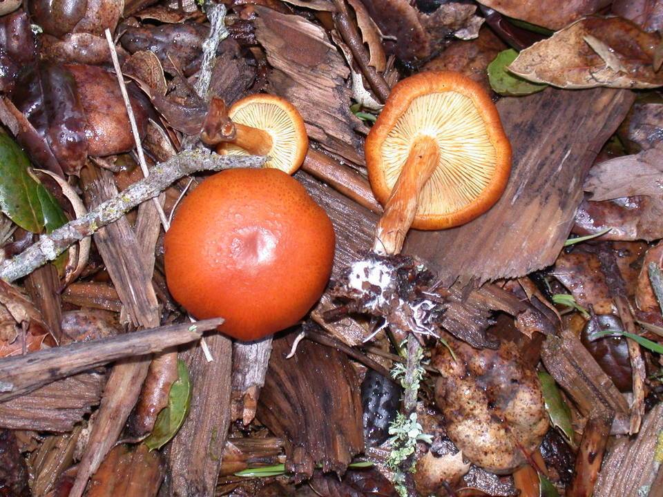 Гимнопил юноны (gymnopilus junonius) съедобный гриб или нет?