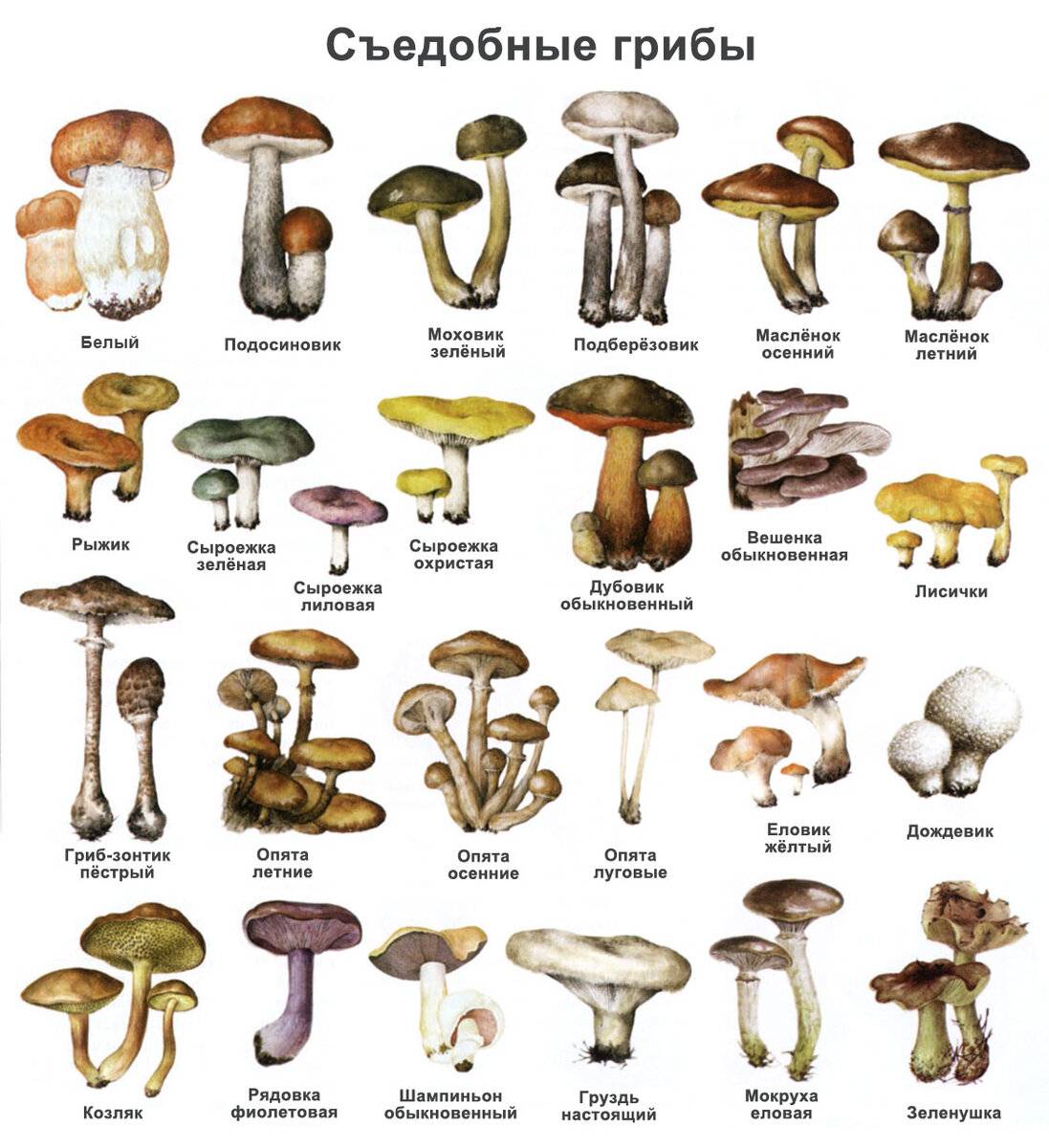 Рецепт простое рагу с грибами