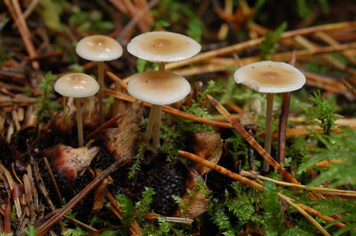 Белый гриб сосновый (boletus pinophilus) – описание, где растет, фото гриба