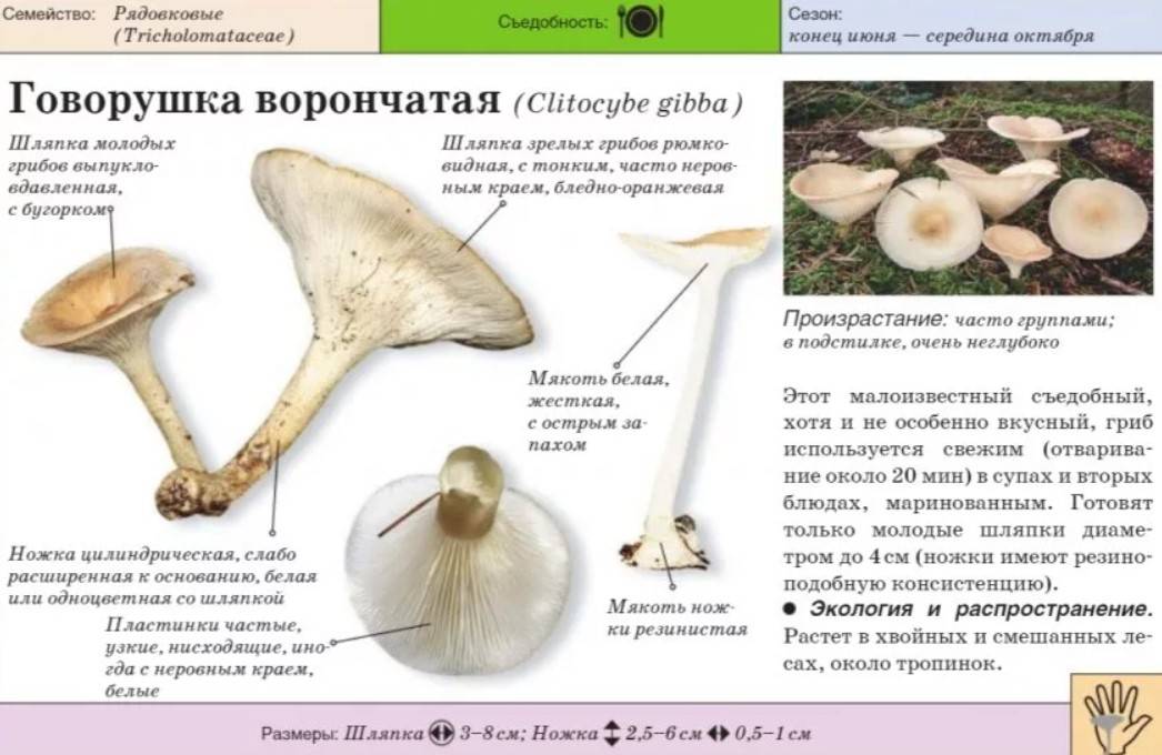 Говорушка - 79 фото отличительных особенностей грибов этого рода