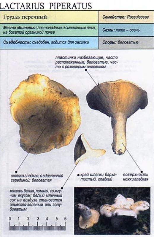 Описание гриба груздь перечный
