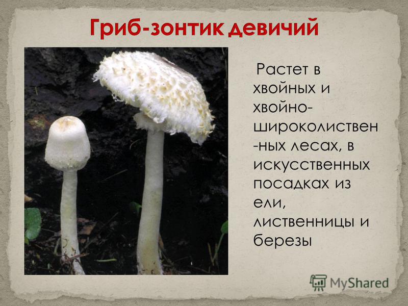 Все грибы из красной книги россии - краткое описание и фото | грибной дневник лидии бам | дзен