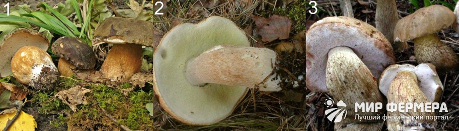 Ложный белый гриб (желчный гриб) — фото и описание, как отличить от белого