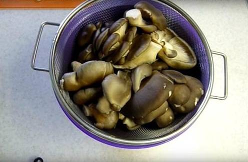 Можно ли заморозить грибы вешенки в морозилке | мой сад и огород