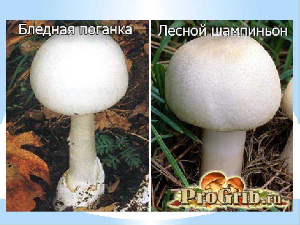 Какие грибы похожи на поганки. Лесной шампиньон и белая поканка. Гриб шампиньоны гриб бледная поганка. Бледная поганка и шампиньон. Шампиньон полевой и бледная поганка.