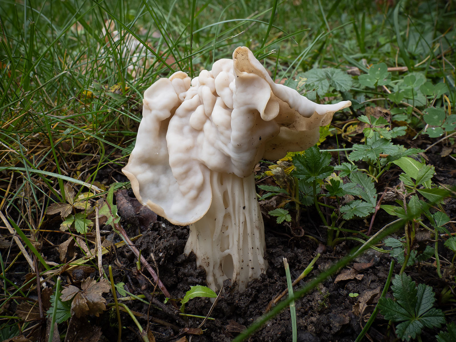 Лопастник курчавый: описание гриба, свойства, употребление в пищу